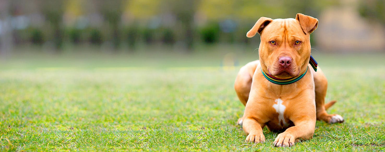 Popular staffy hot sale names